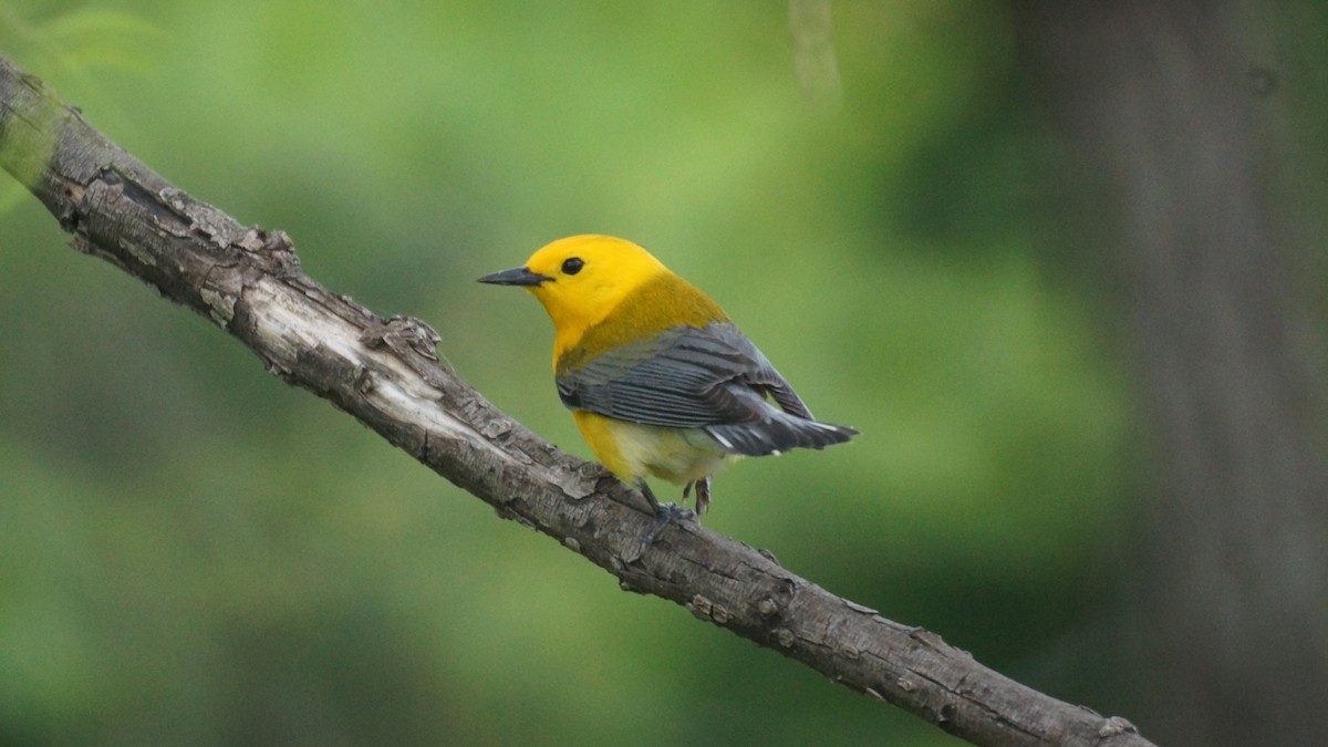 Prothonotary Warbler - ML618440768