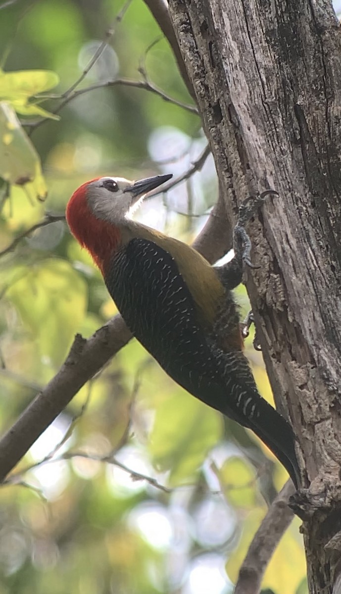 Jamaican Woodpecker - ML618440778