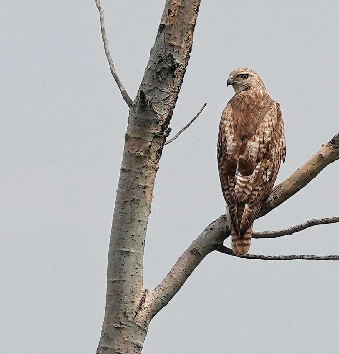 Red-tailed Hawk - ML618440798
