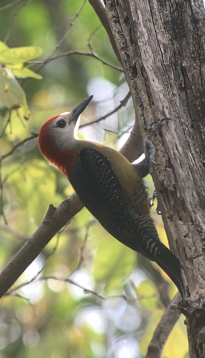 Jamaican Woodpecker - ML618440801