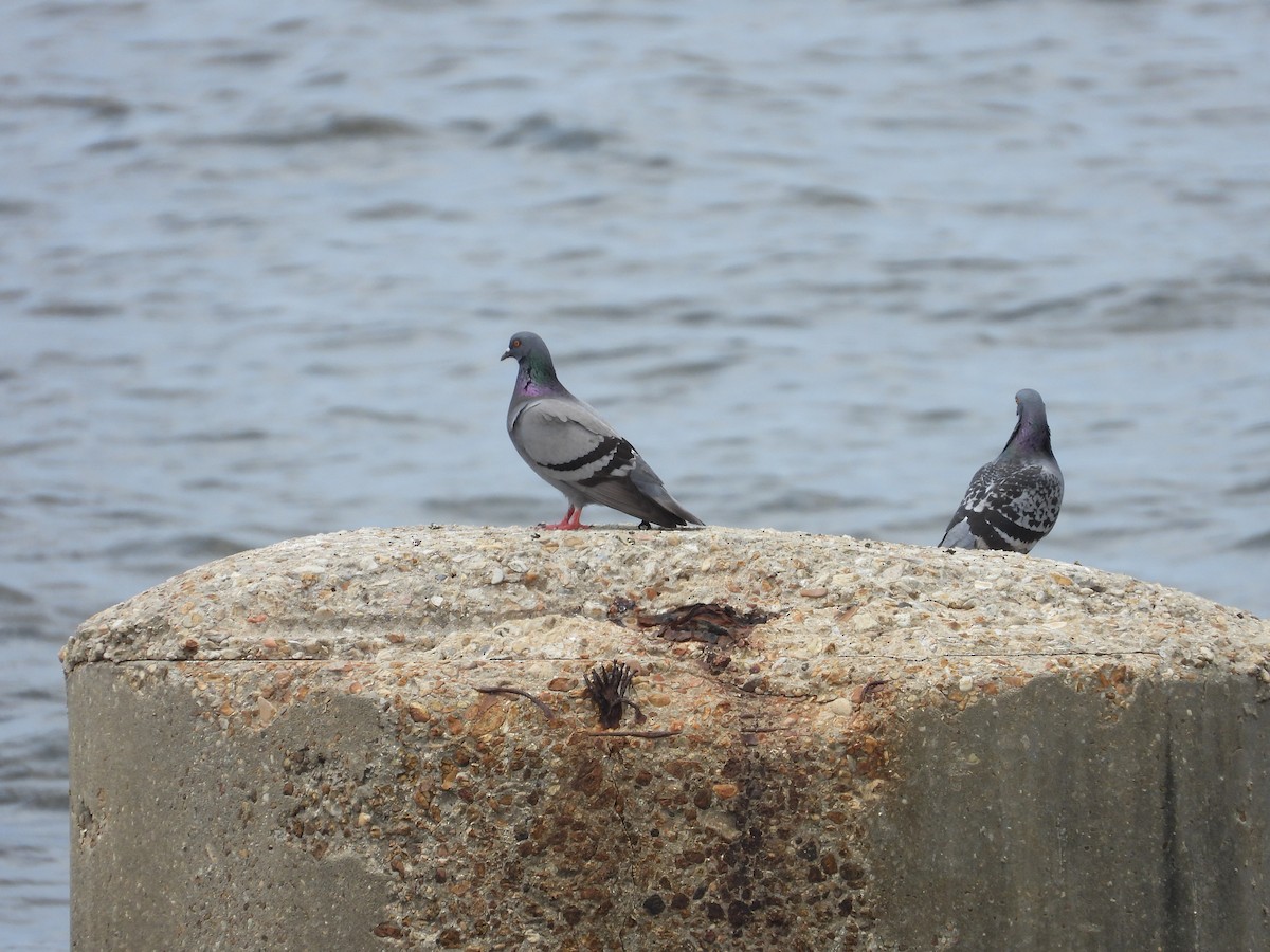 Rock Pigeon (Feral Pigeon) - ML618440817