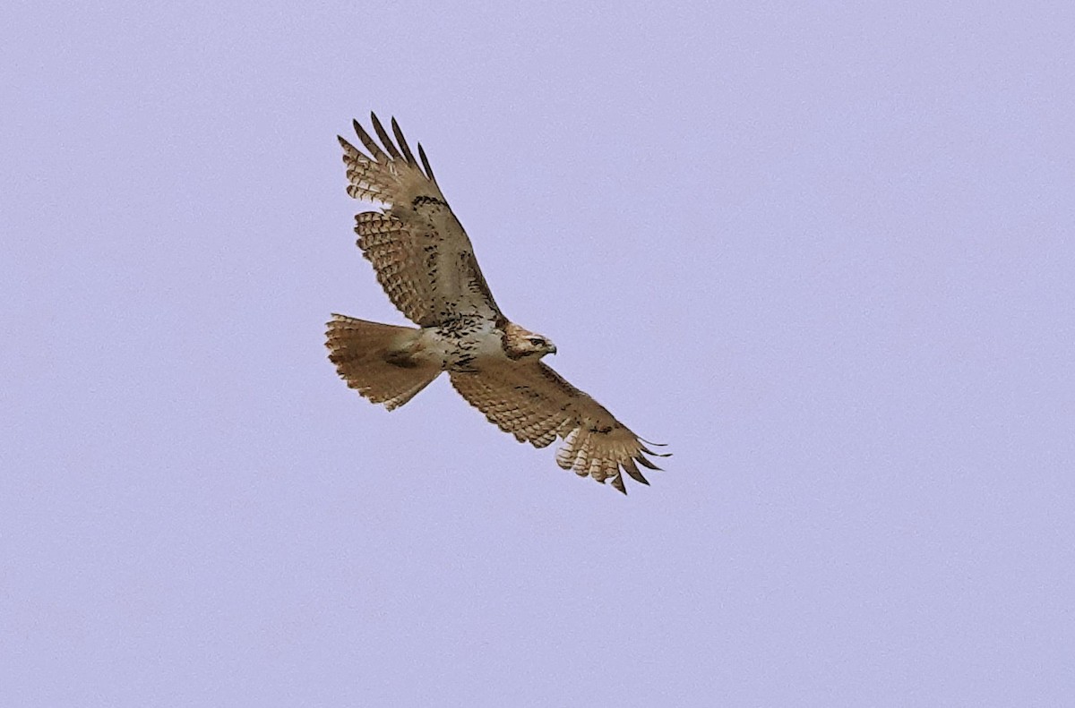 Red-tailed Hawk - ML618440820