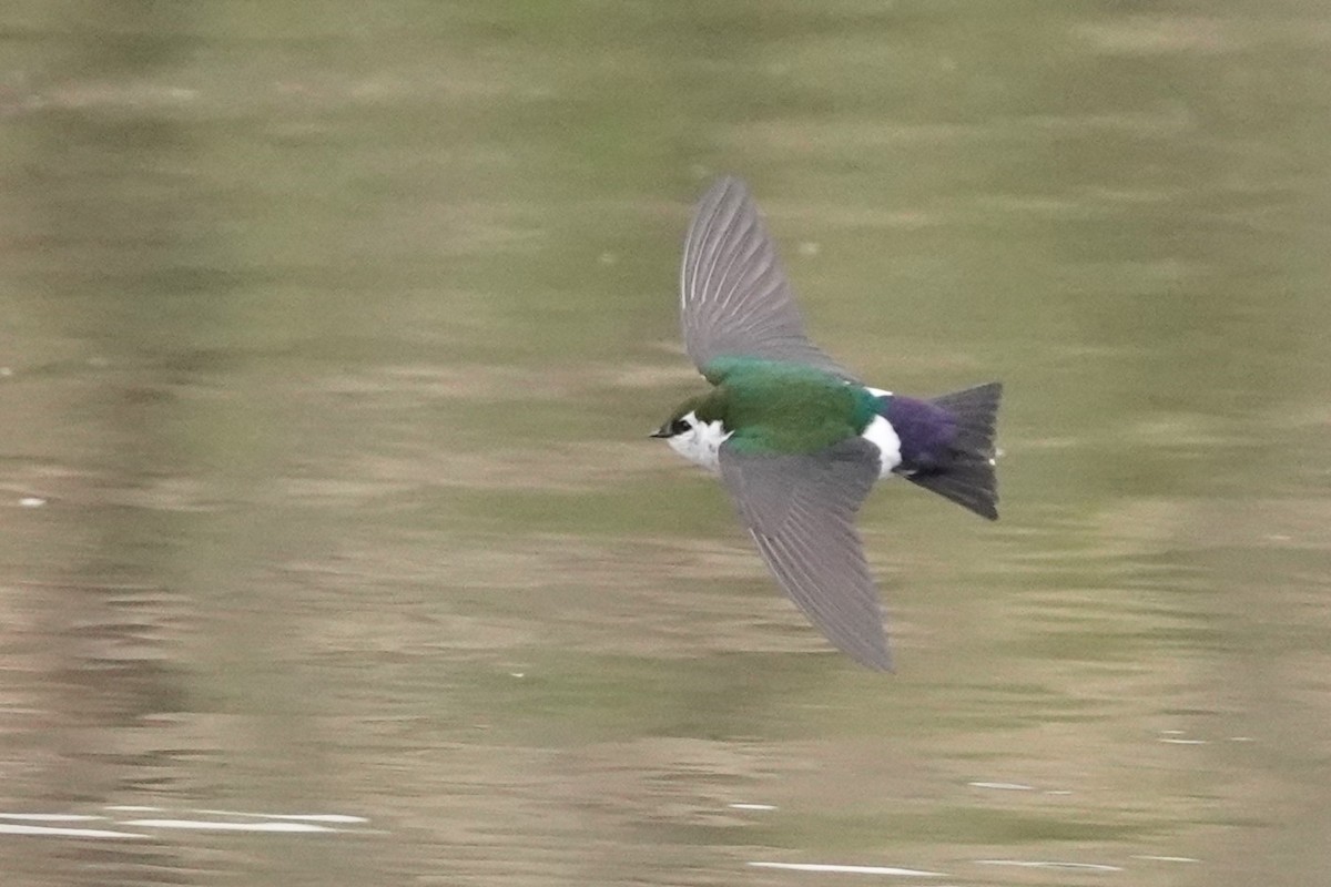 Violet-green Swallow - ML618440845