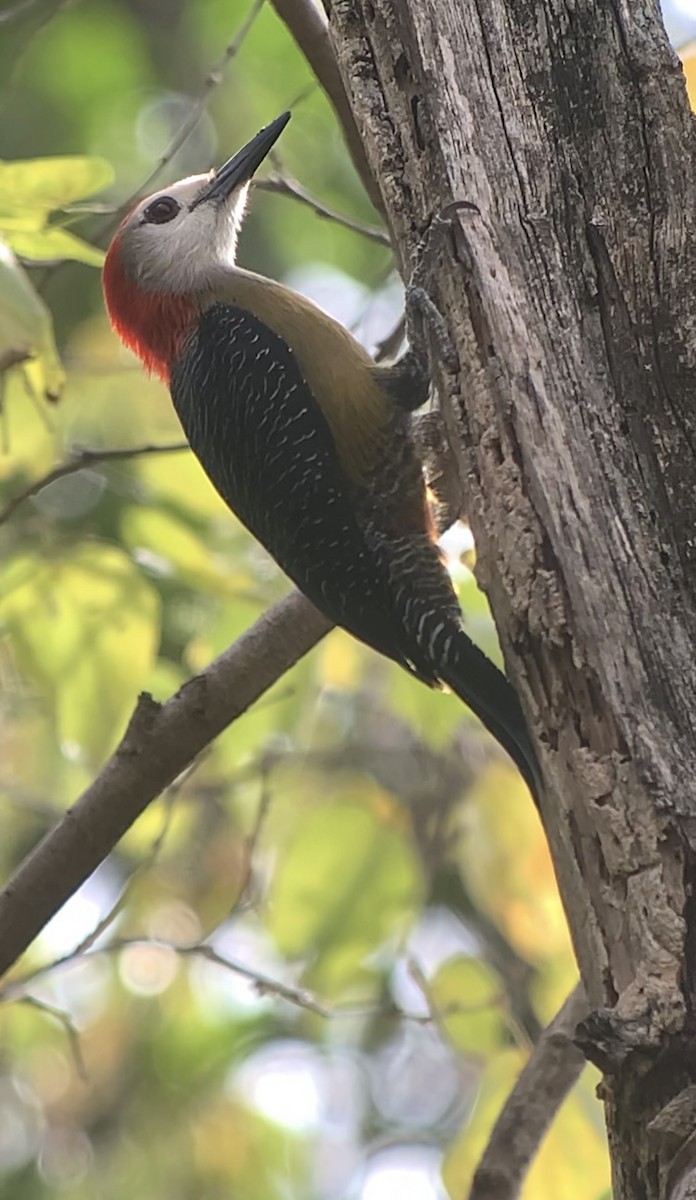 Jamaican Woodpecker - ML618440853