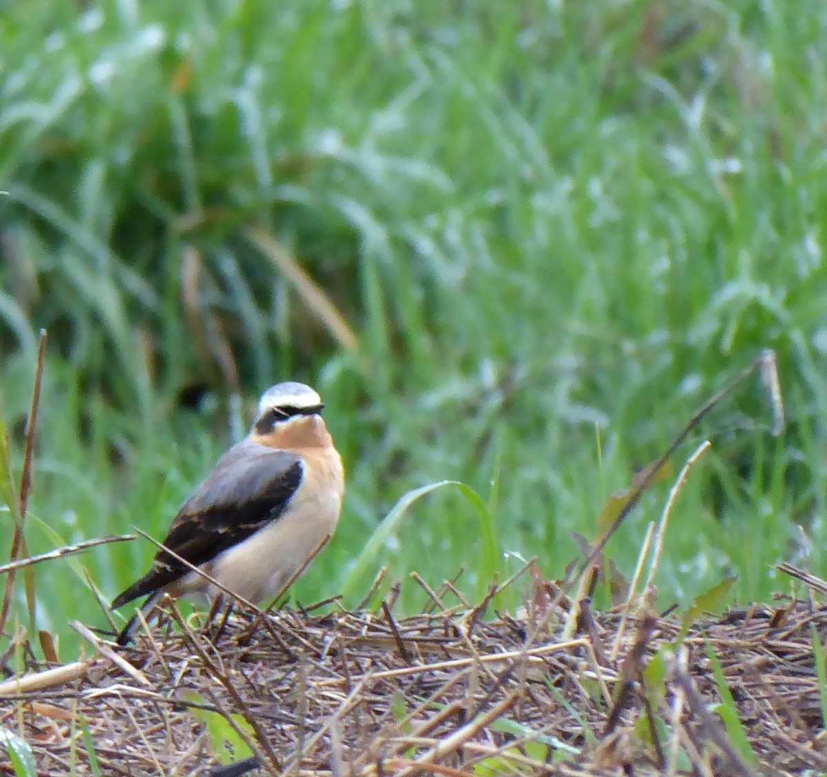 Northern Wheatear - Christopher Jarvis