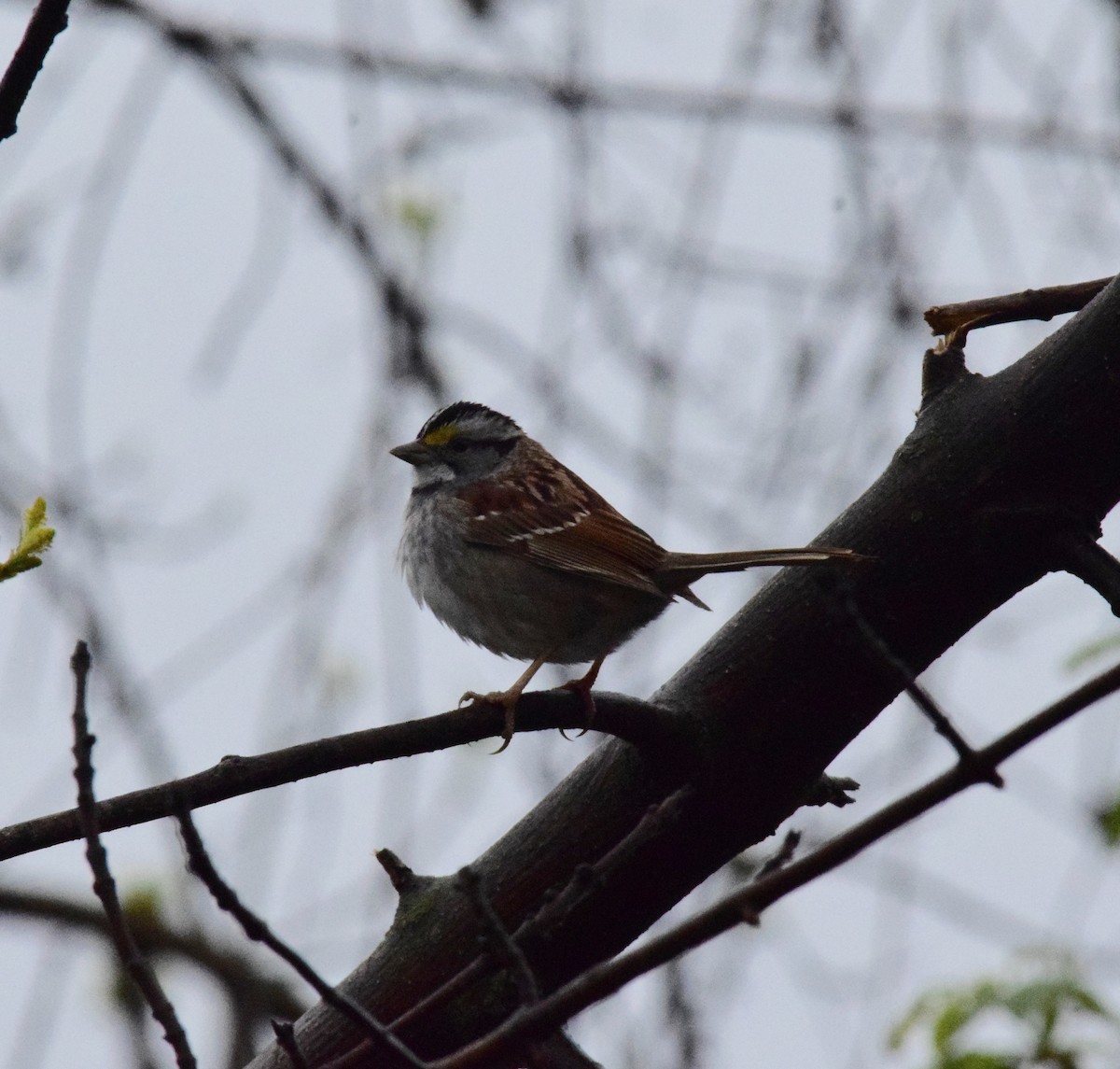 White-throated Sparrow - ML618440867