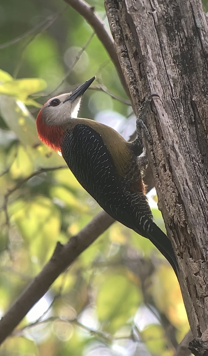 Jamaican Woodpecker - ML618440878