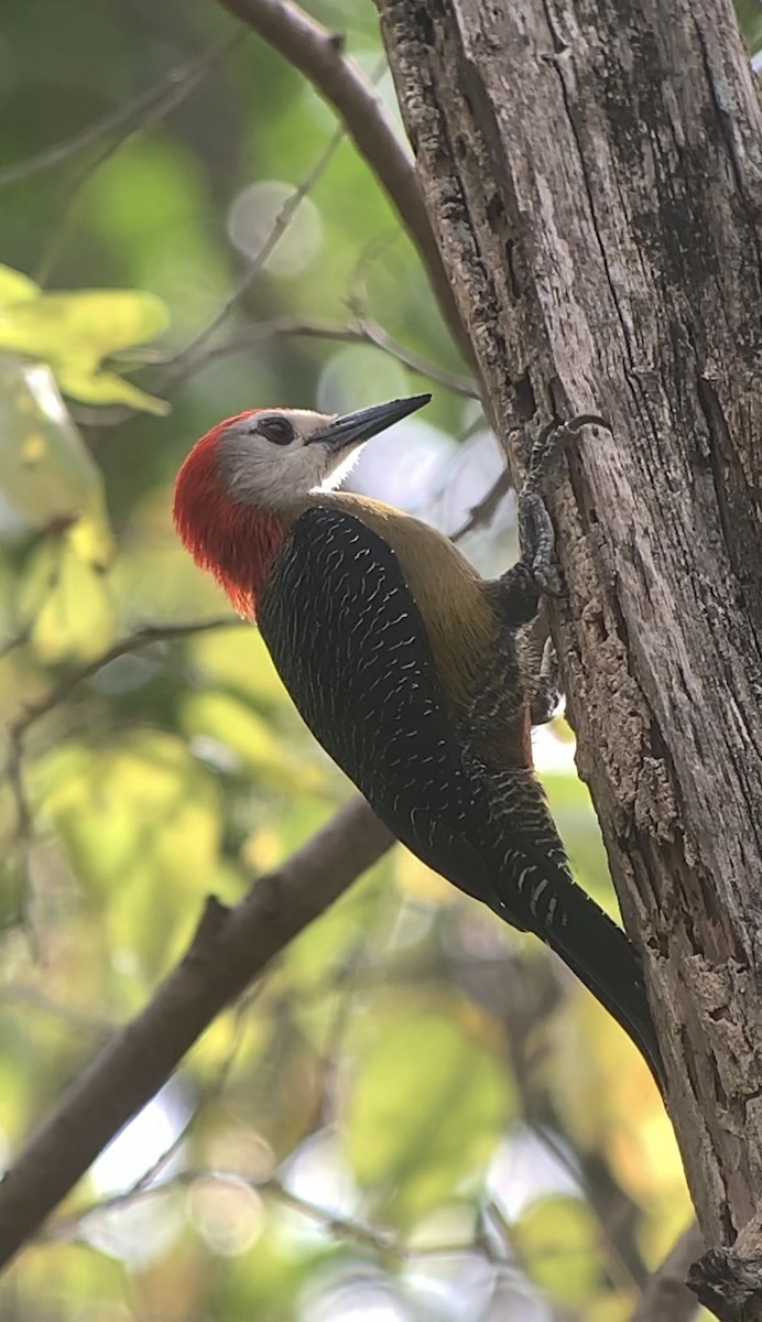 Jamaican Woodpecker - ML618440910