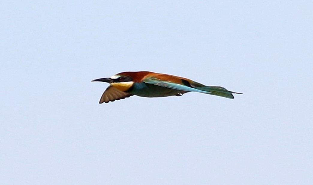 European Bee-eater - ML618440952