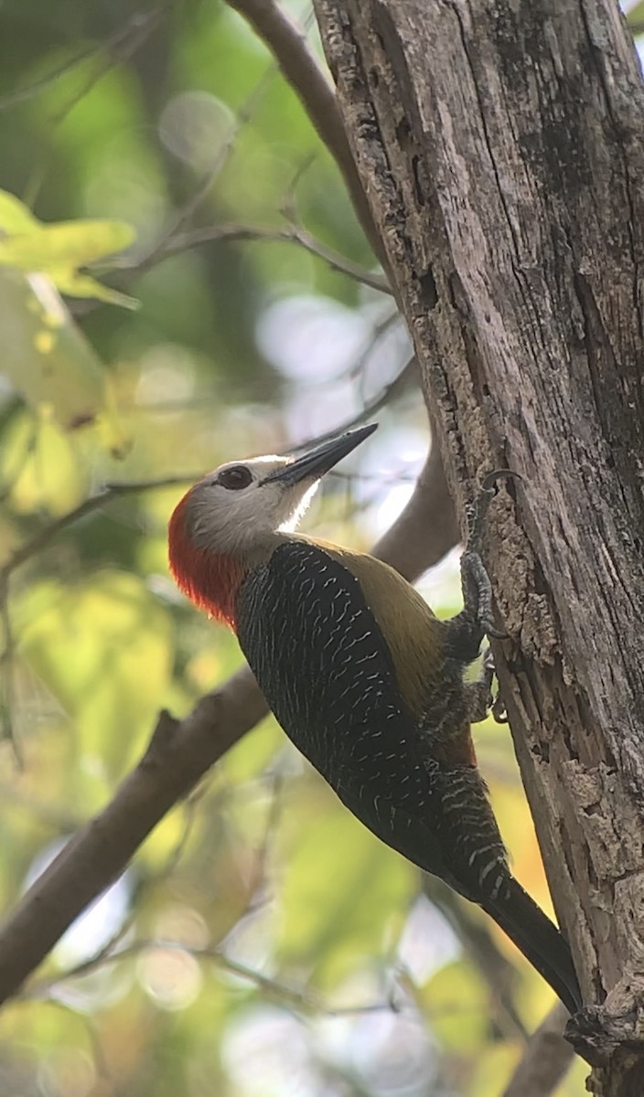Jamaican Woodpecker - ML618440956