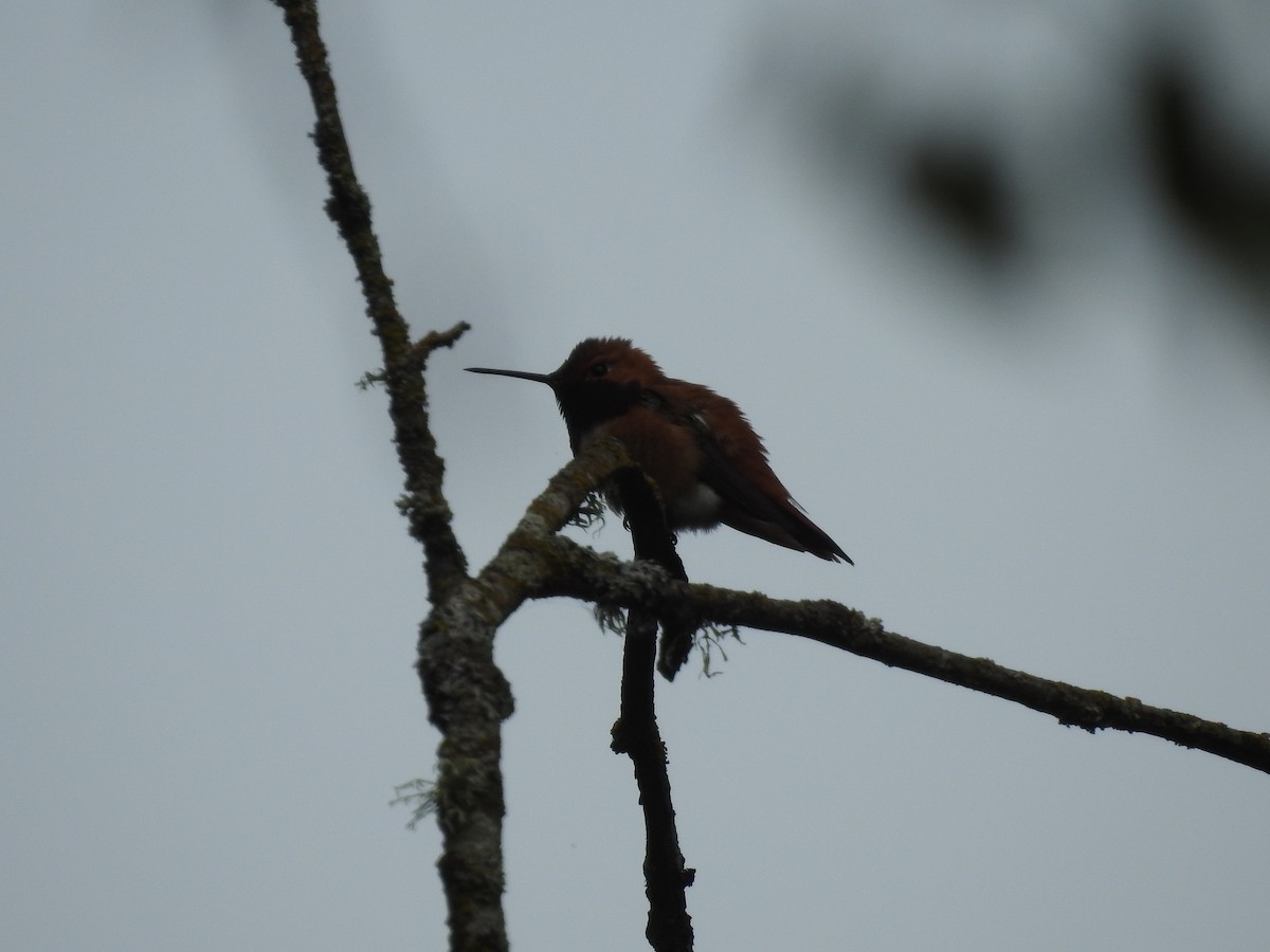 Rufous Hummingbird - ML618441163
