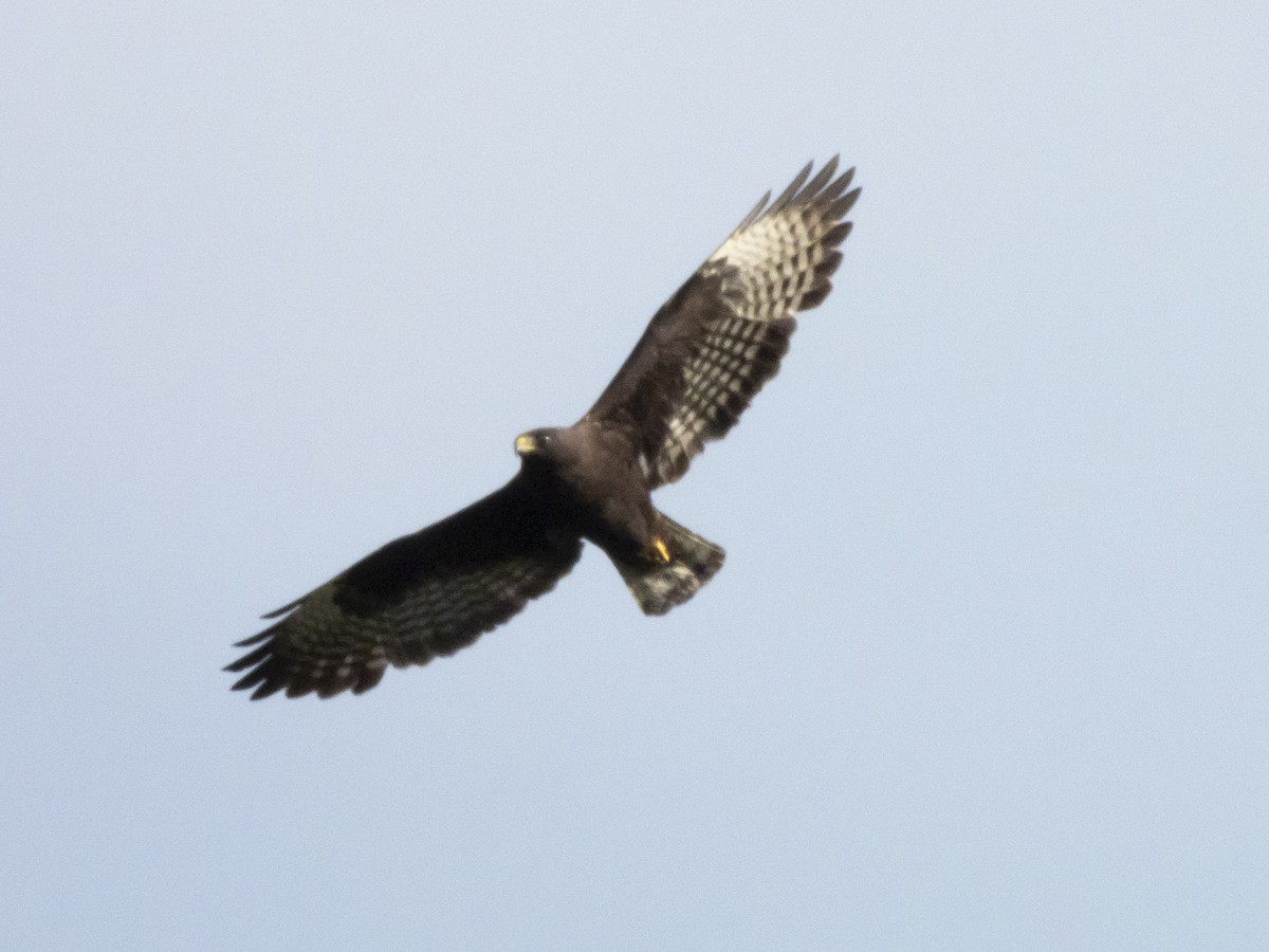 Short-tailed Hawk - ML618441189