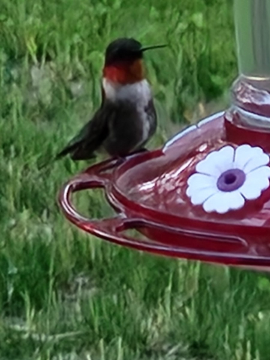 Ruby-throated Hummingbird - ML618441191
