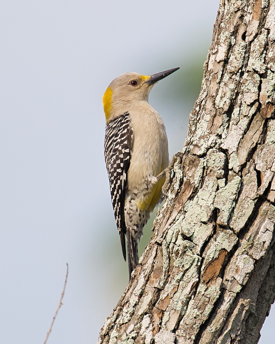 Golden-fronted Woodpecker - ML618441283