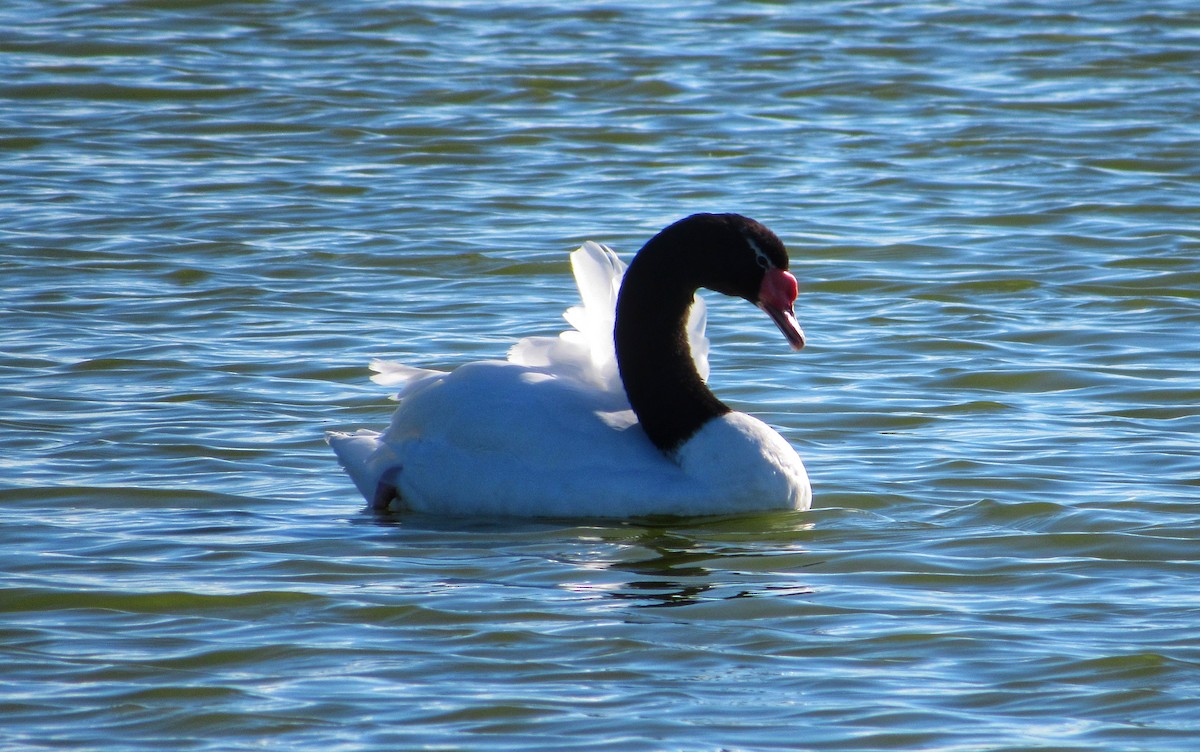 Black-necked Swan - Andrea Vergara
