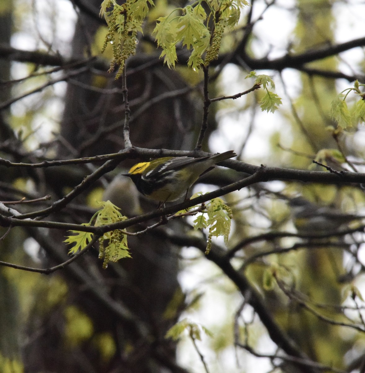 Black-throated Green Warbler - ML618441410