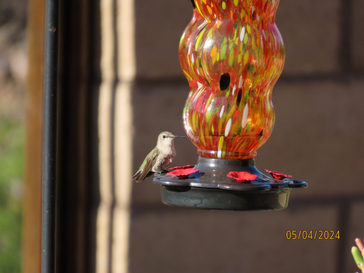 Costa's Hummingbird - ML618441445
