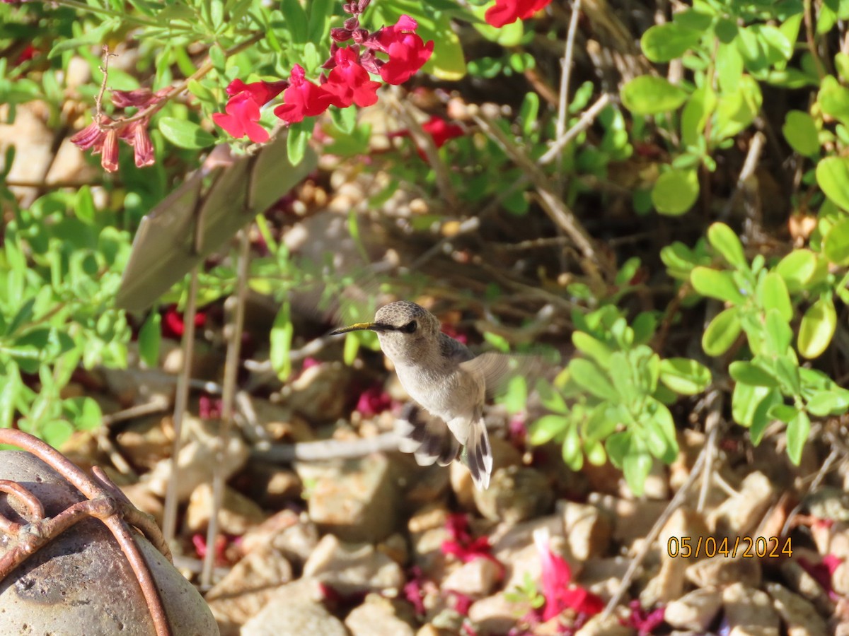 Costa's Hummingbird - ML618441446