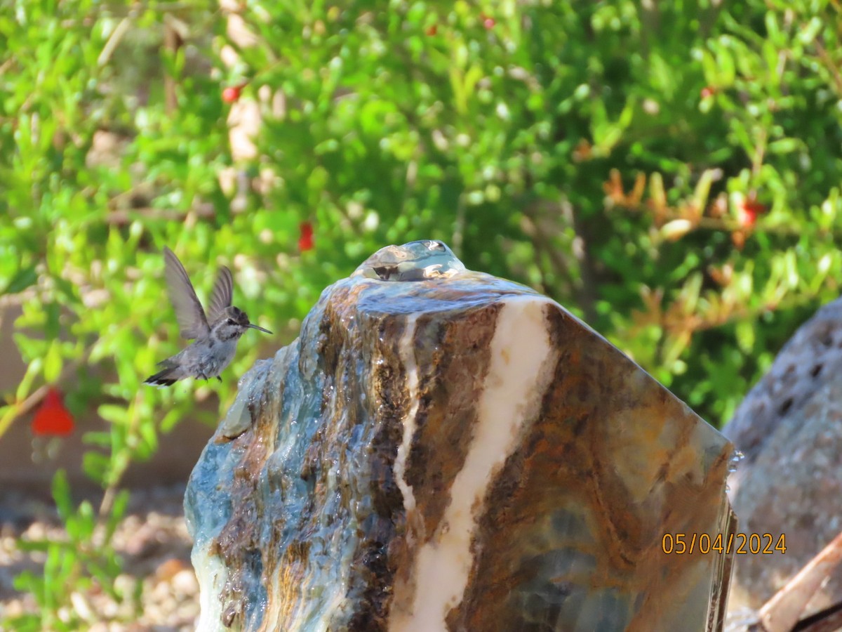 Costa's Hummingbird - ML618441447
