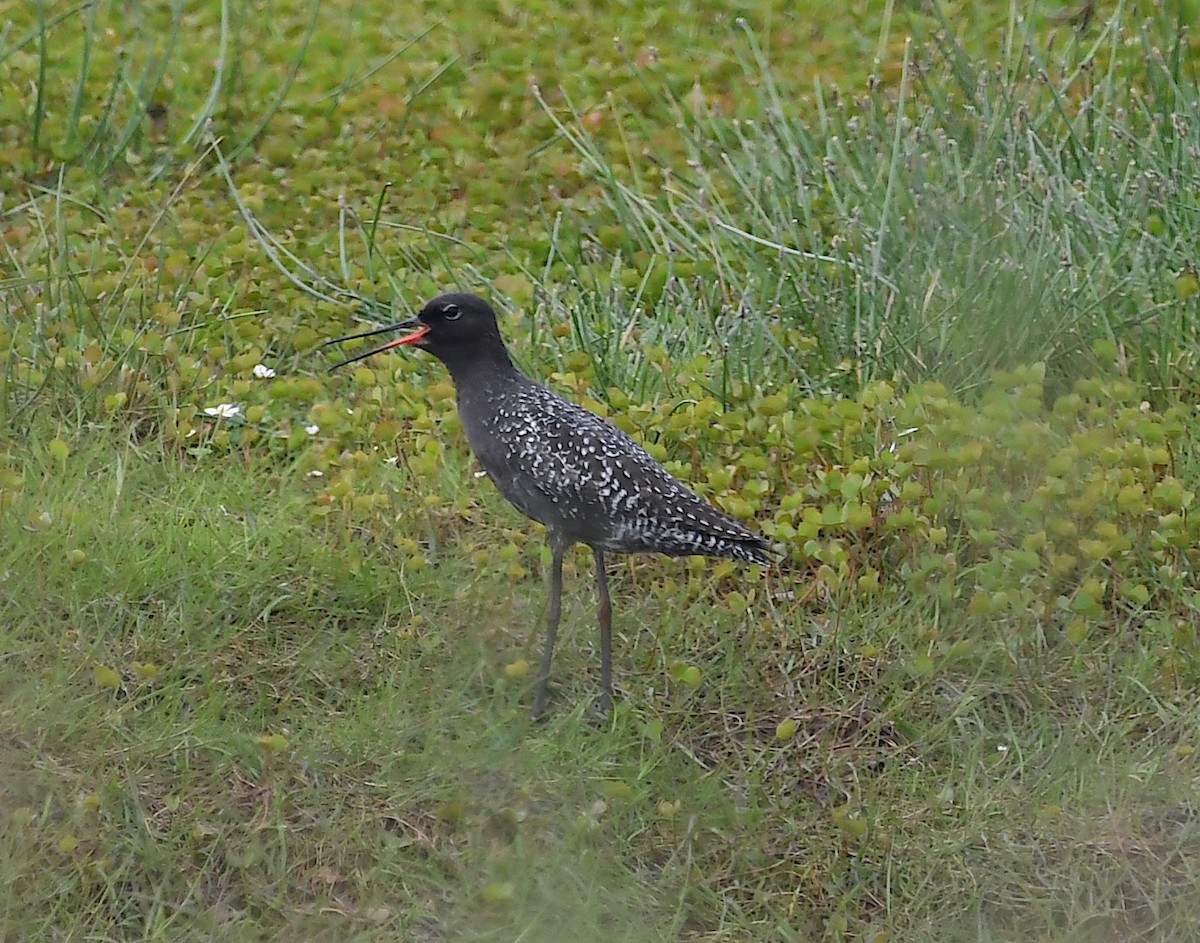 Spotted Redshank - ML618441464