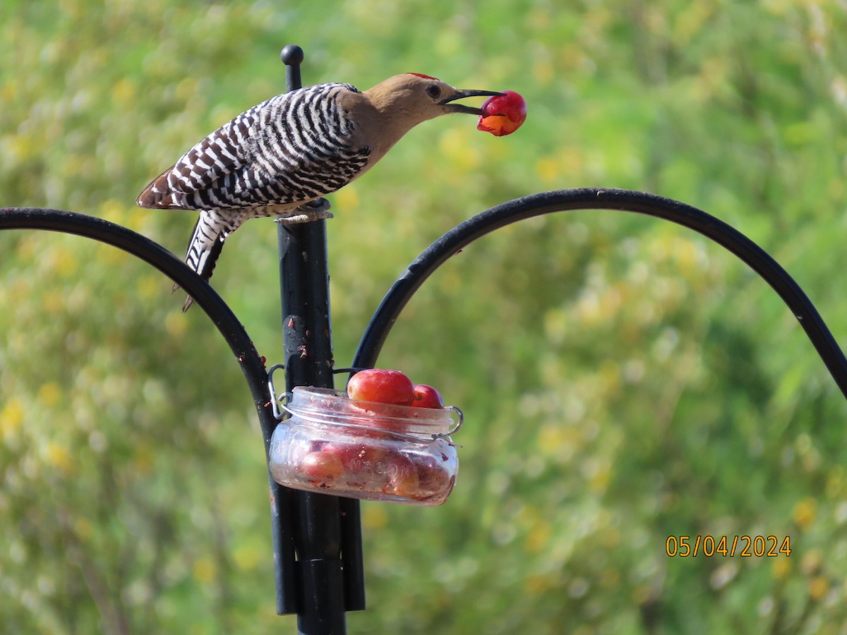 Gila Woodpecker - ML618441475