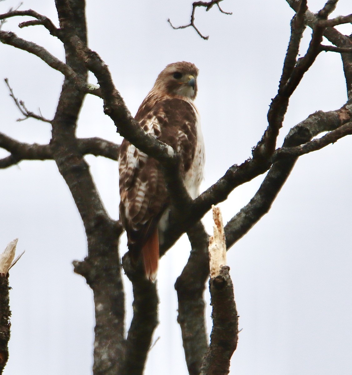 Red-tailed Hawk - ML618441479