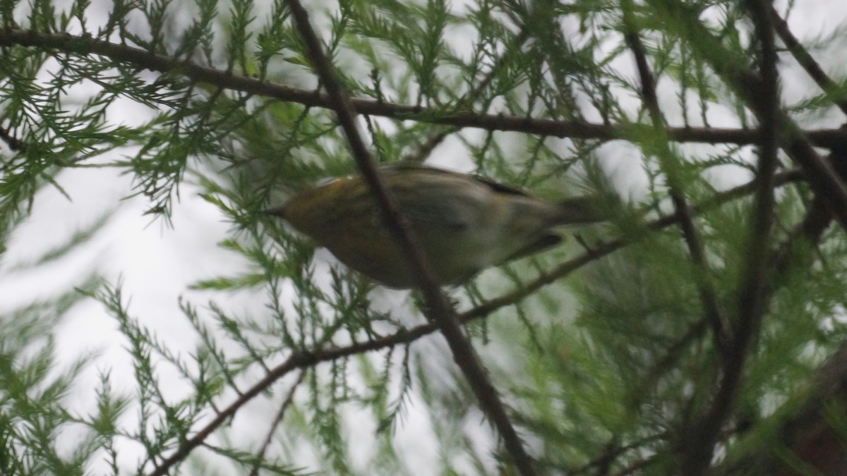 Cape May Warbler - ML618441492