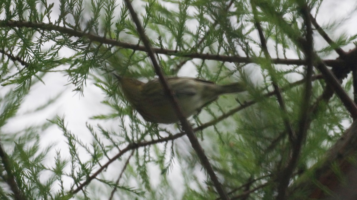 Cape May Warbler - ML618441497