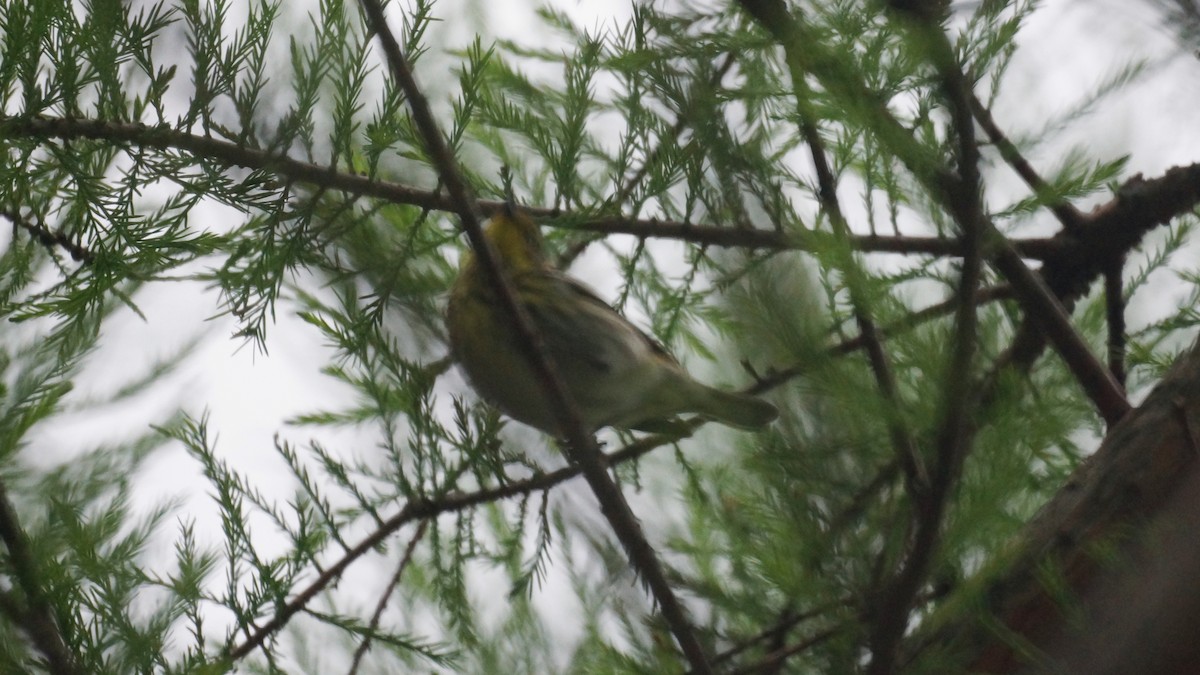 Cape May Warbler - ML618441498