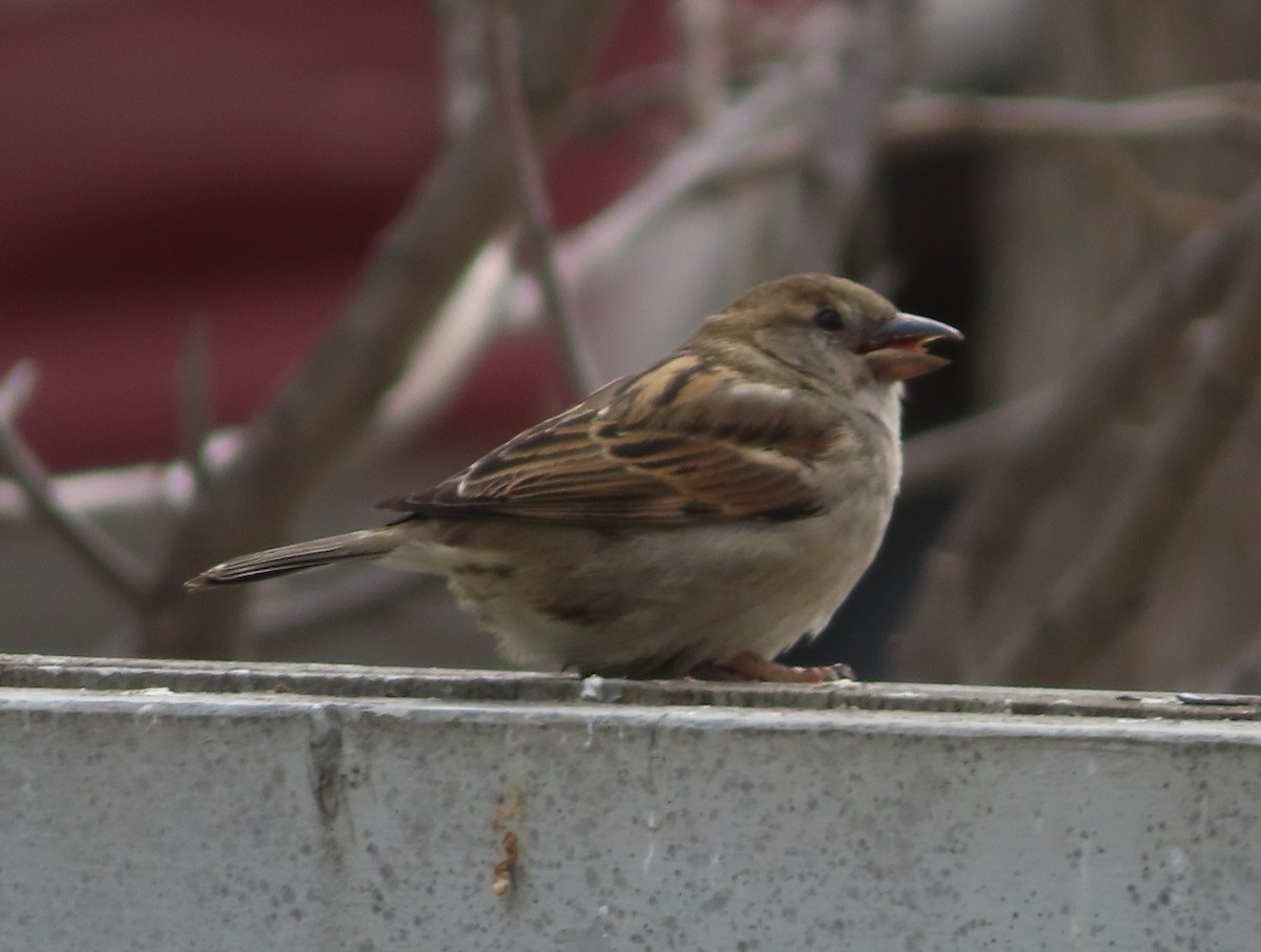 House Sparrow - ML618441500