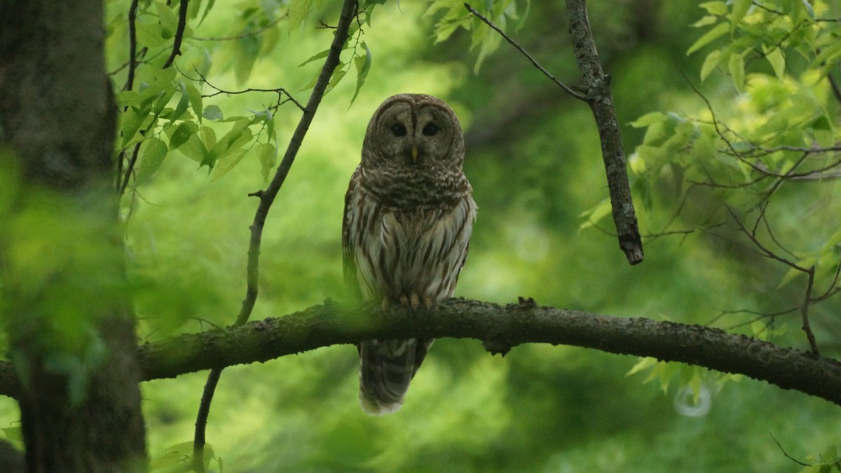 Barred Owl - ML618441538