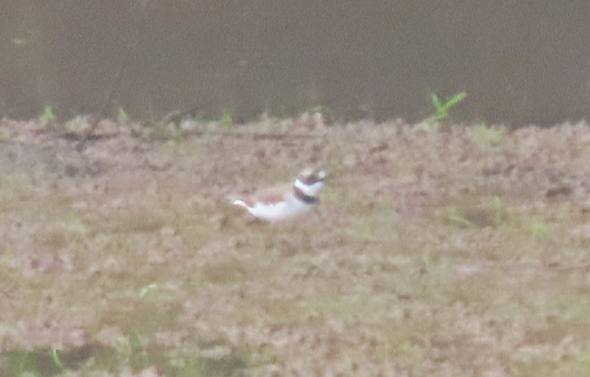 Semipalmated Plover - ML618441540