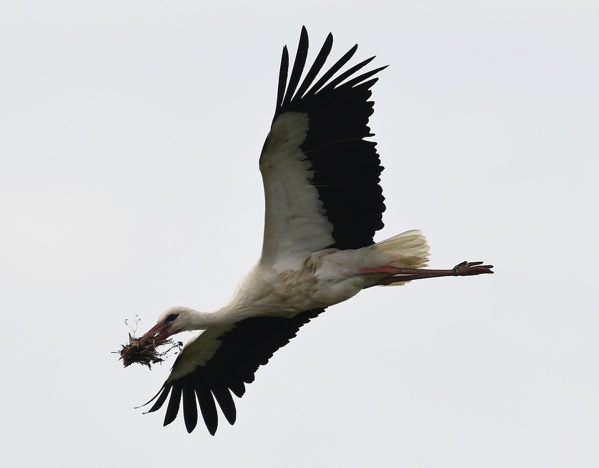 White Stork - ML618441549