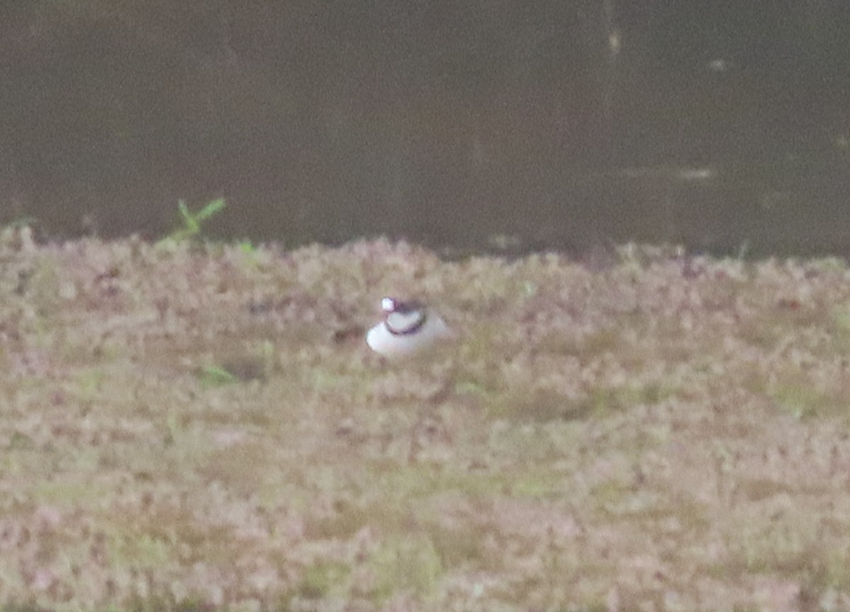 Semipalmated Plover - ML618441560