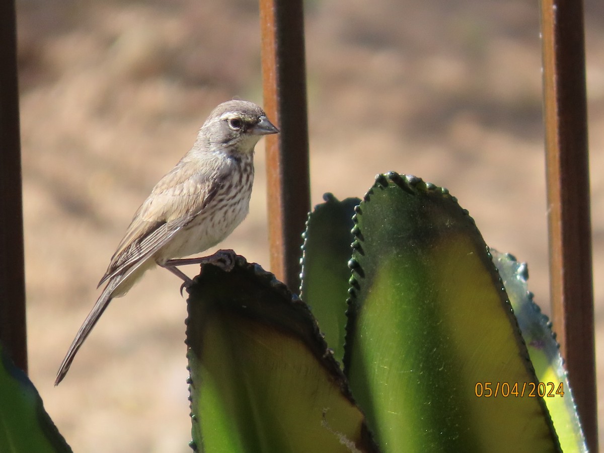 Black-throated Sparrow - ML618441603