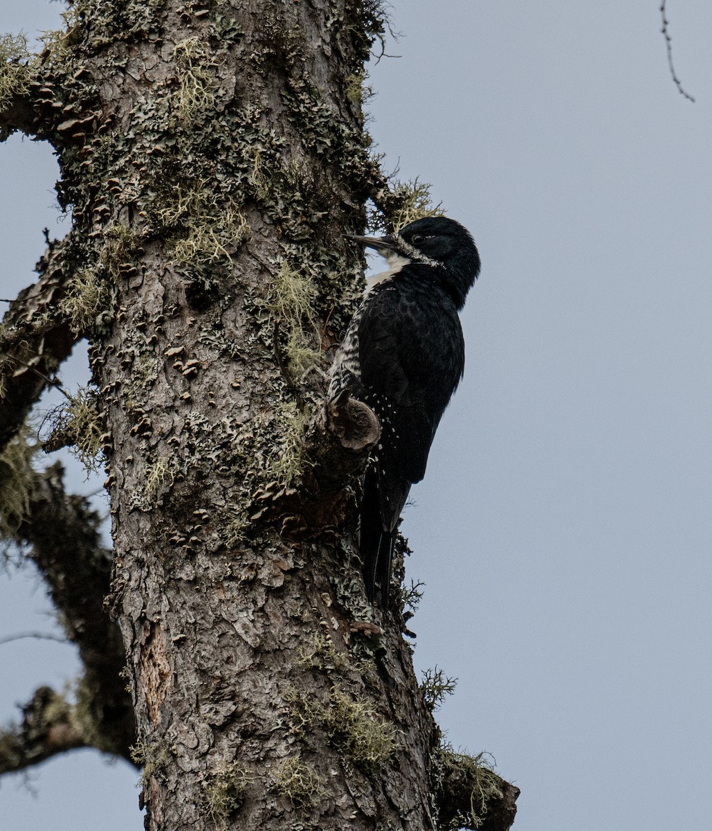Black-backed Woodpecker - ML618441611