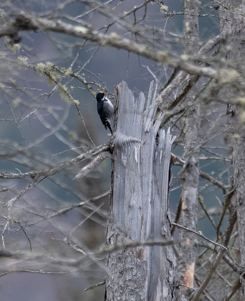 Black-backed Woodpecker - ML618441612