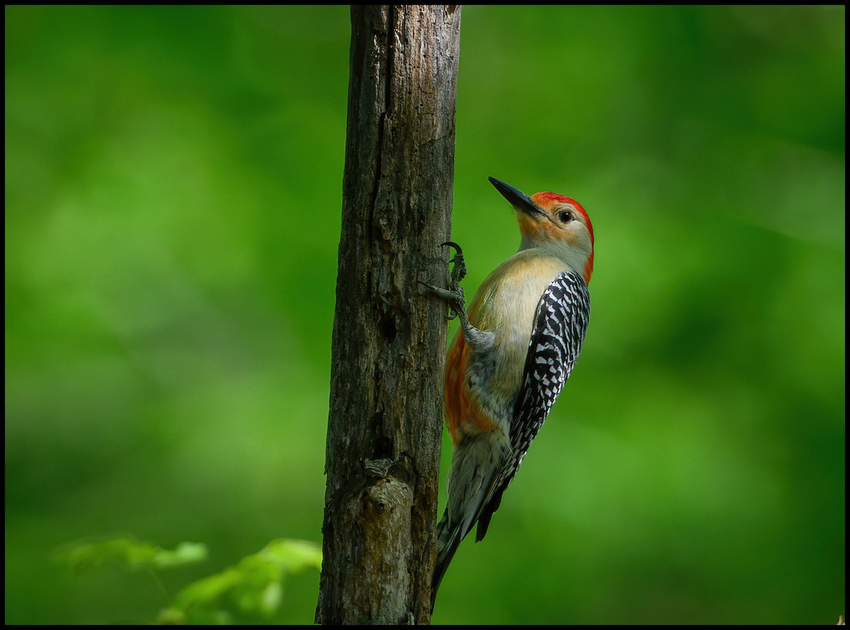 Red-bellied Woodpecker - ML618441653