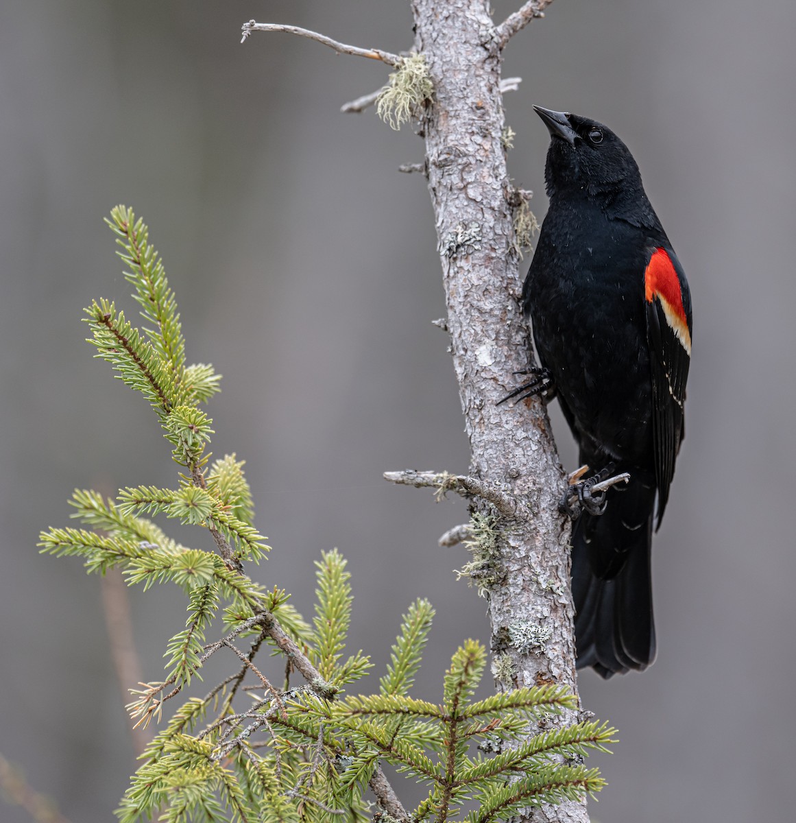 Red-winged Blackbird - thomas berriman