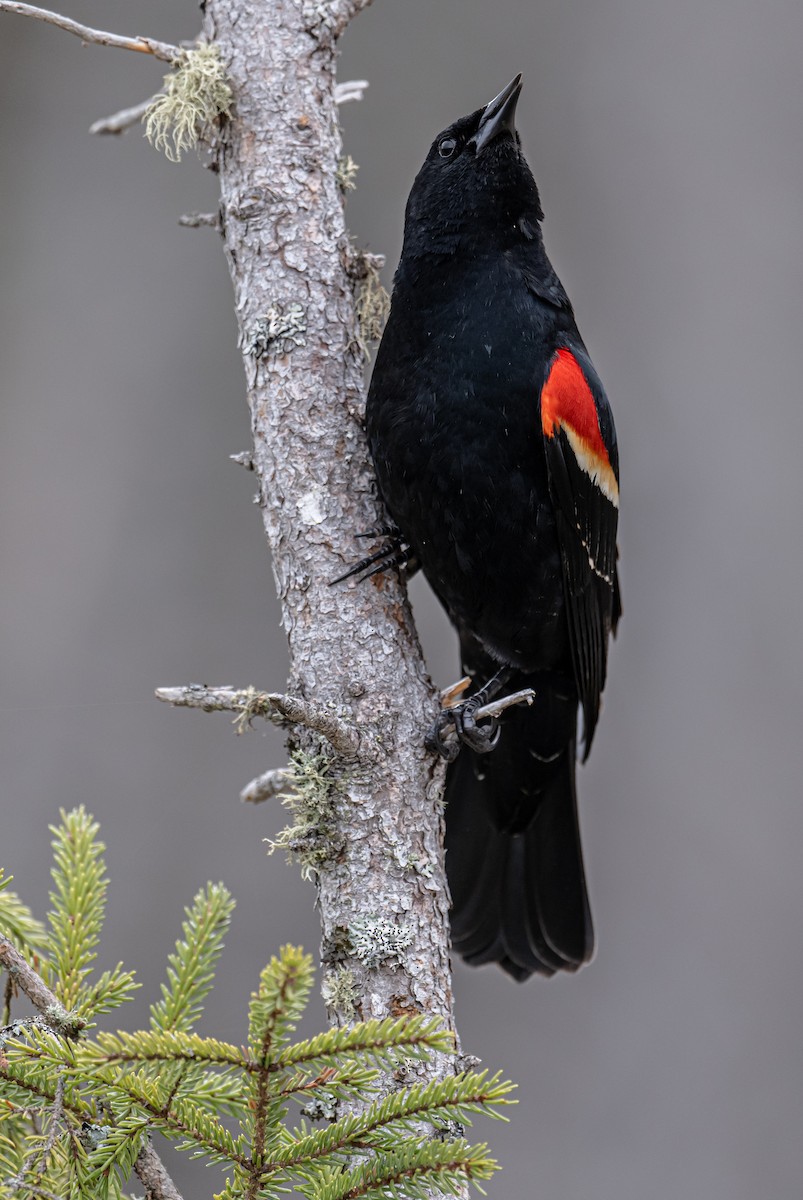 Red-winged Blackbird - ML618441688