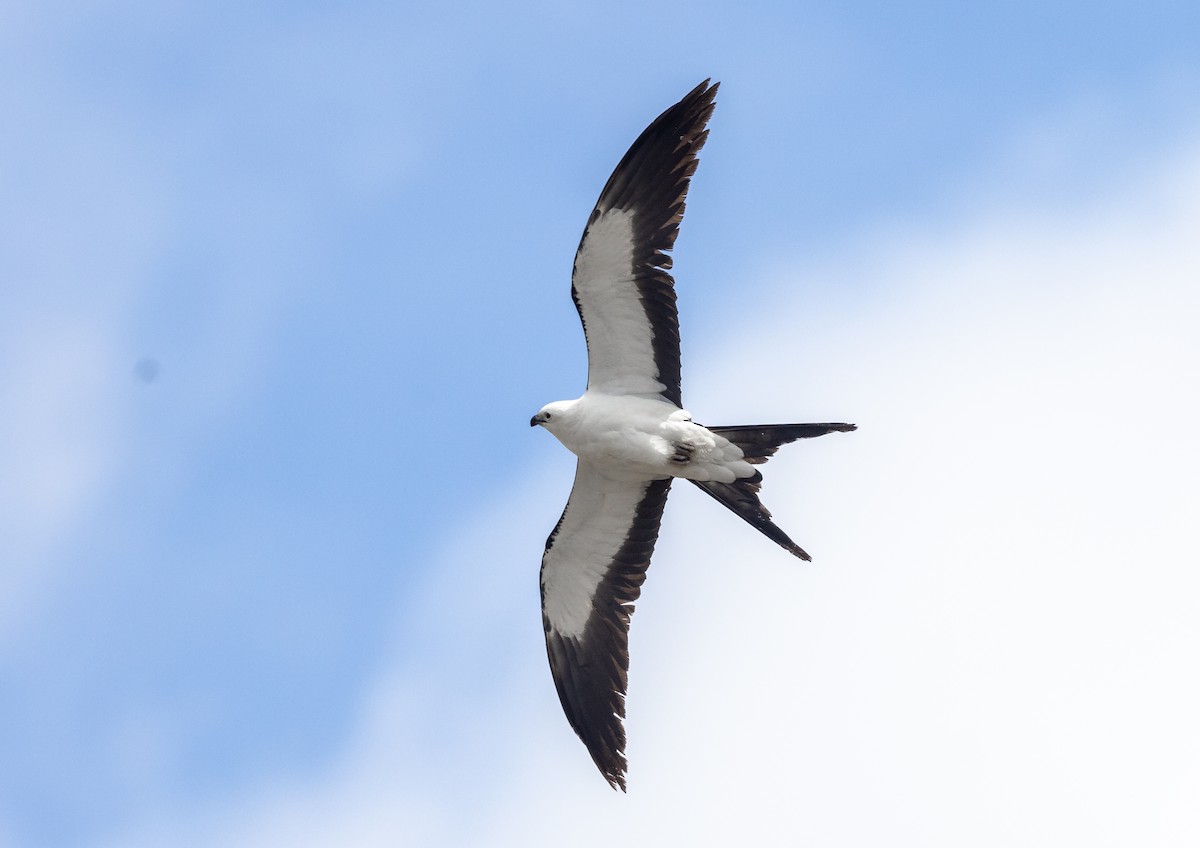 Swallow-tailed Kite - ML618441742
