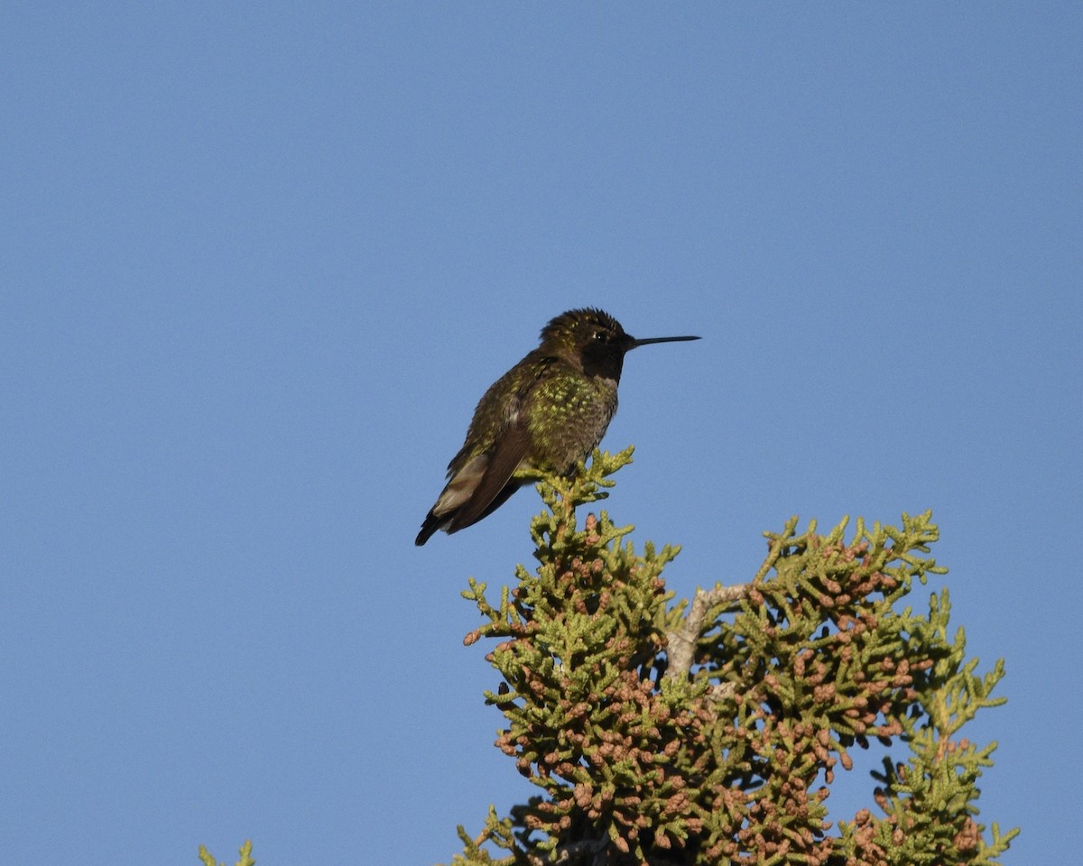 Anna's Hummingbird - ML618441766