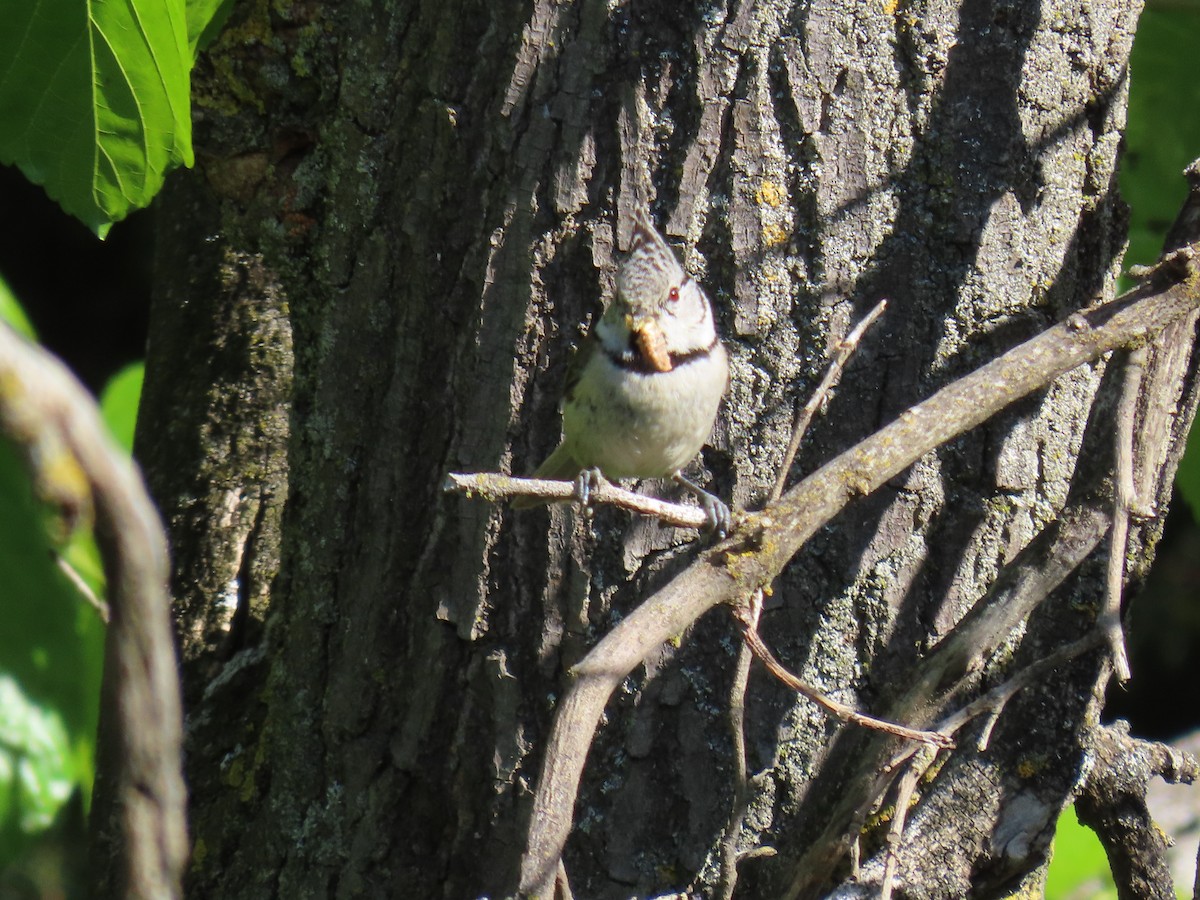 Crested Tit - ML618441860
