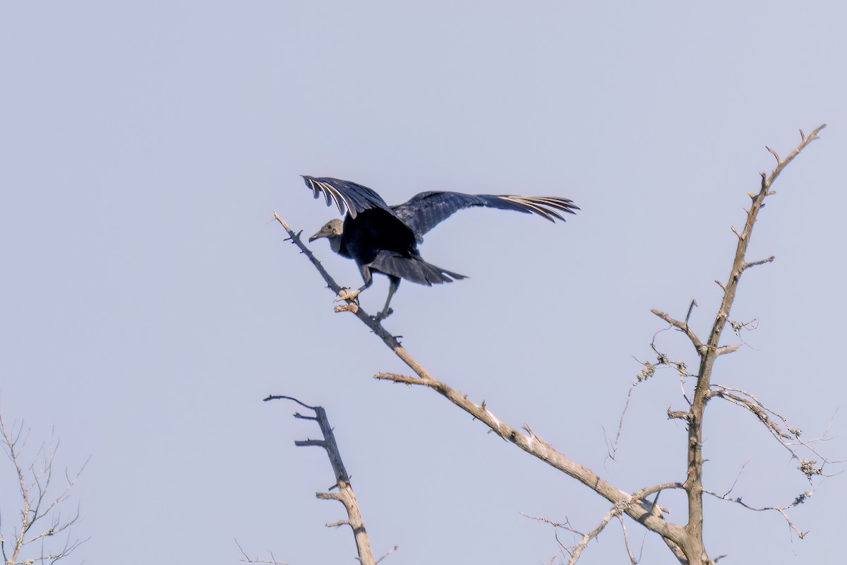 Black Vulture - ML618441949