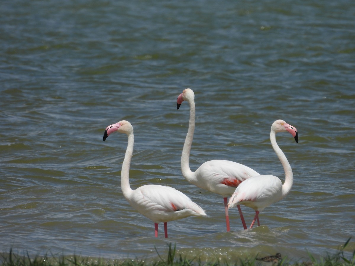 Greater Flamingo - ML618441956