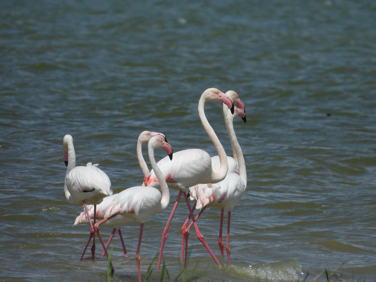 Greater Flamingo - ML618441957