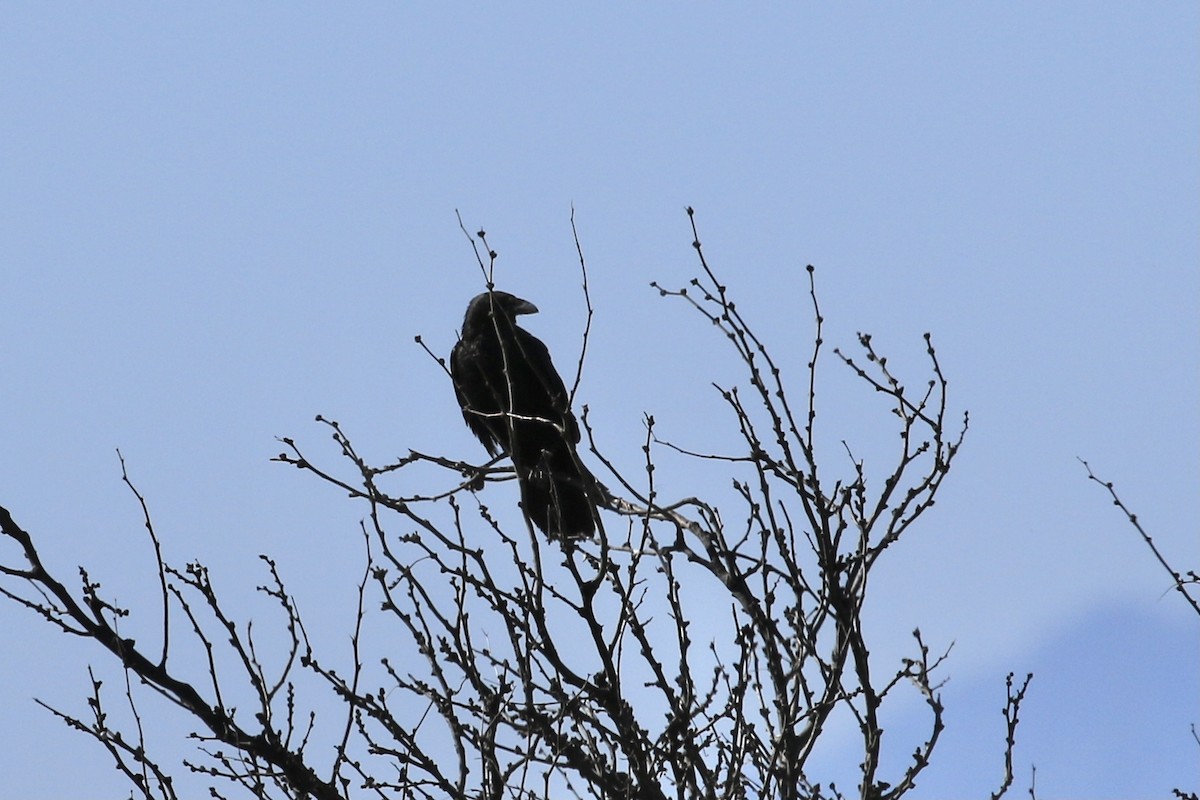 Chihuahuan Raven - ML618441959