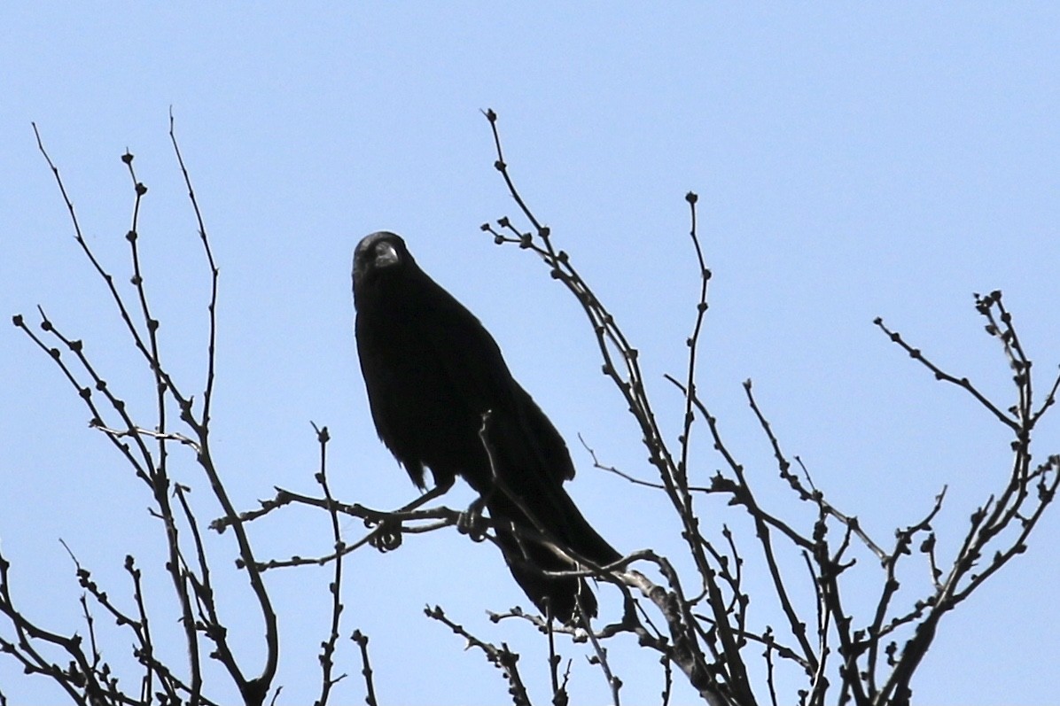 Chihuahuan Raven - ML618441960