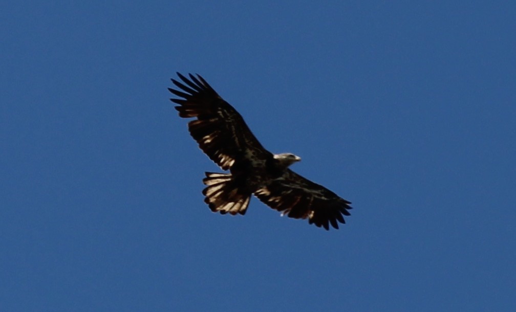 Bald Eagle - ML618442018