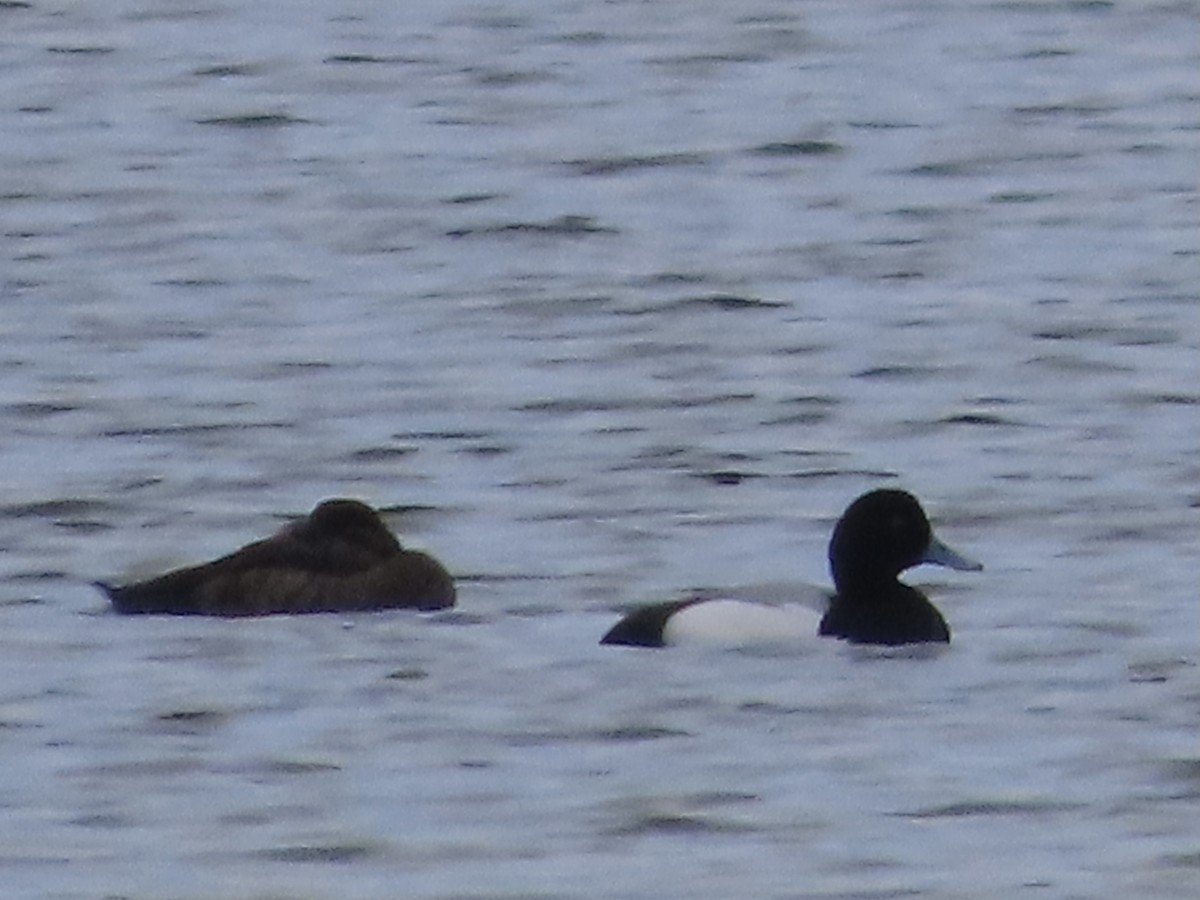 Greater Scaup - ML618442031